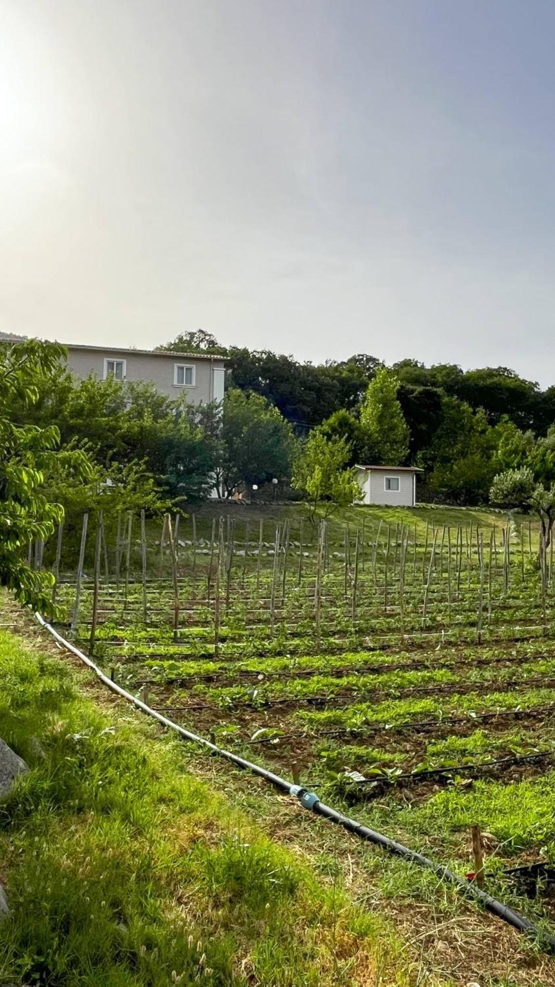 Agri Art Villa San Benedetto Ullano Exterior photo